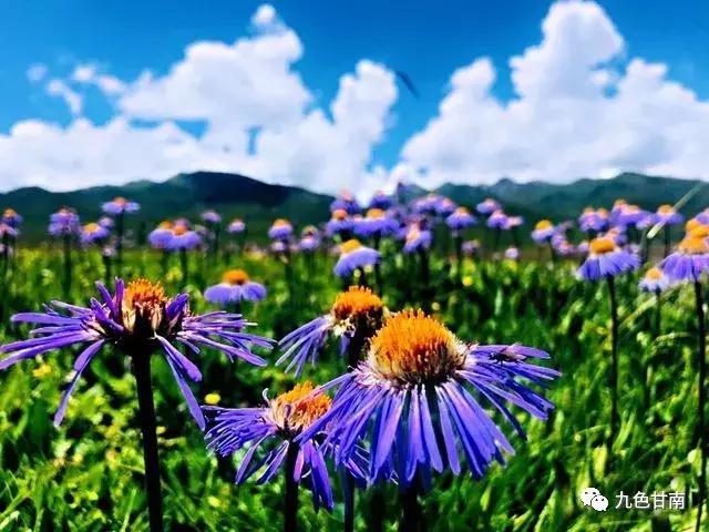 六月下旬甘南大草原花海,七月的甘南草原花海风光