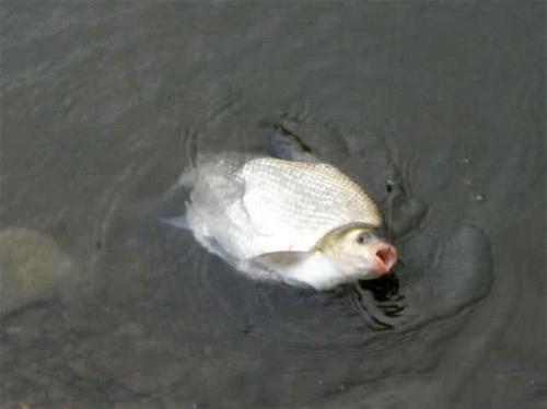 武昌鱼暂养方法,武昌鱼的生活习性