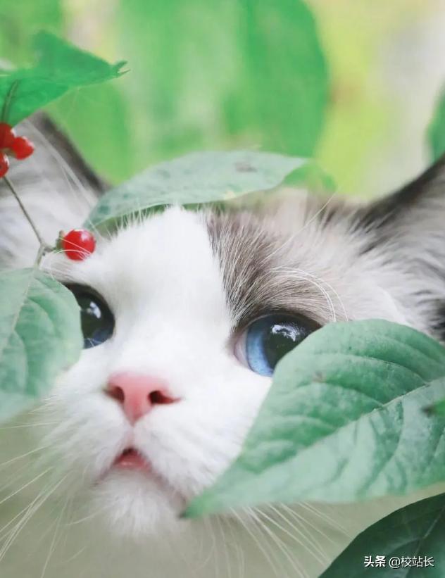 可爱治愈系猫咪图片,治愈猫咪照片橘猫