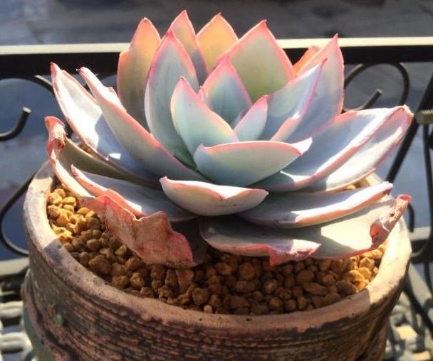 喜欢烧烤但是要省钱怎么办,喜欢养花的技巧和方法