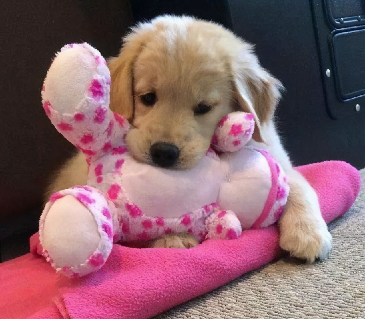 戈赞宠物,戈赞养宠物视频大全