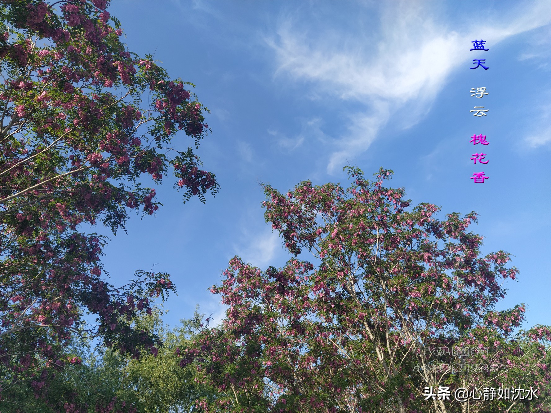 蓝天飘白云,碧叶泛光醉心