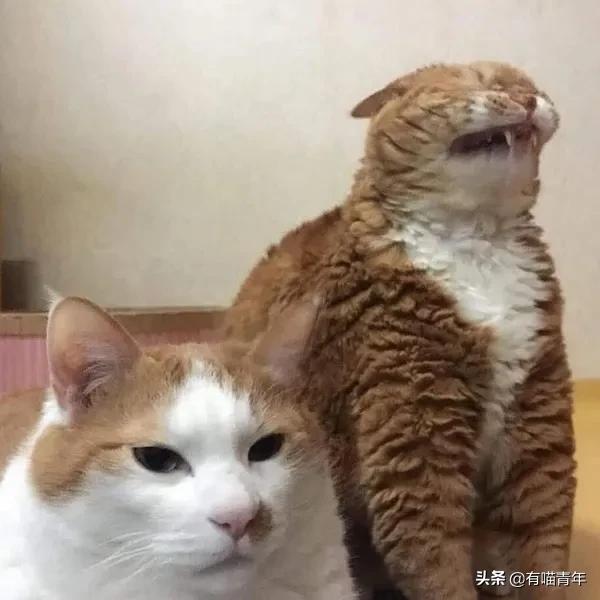 最可怕的5种猫,盘点很可怕的几种猫