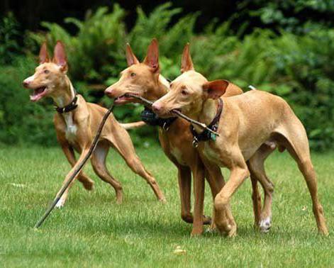 世上最罕见的狗品种图片,全世界狗品种视频