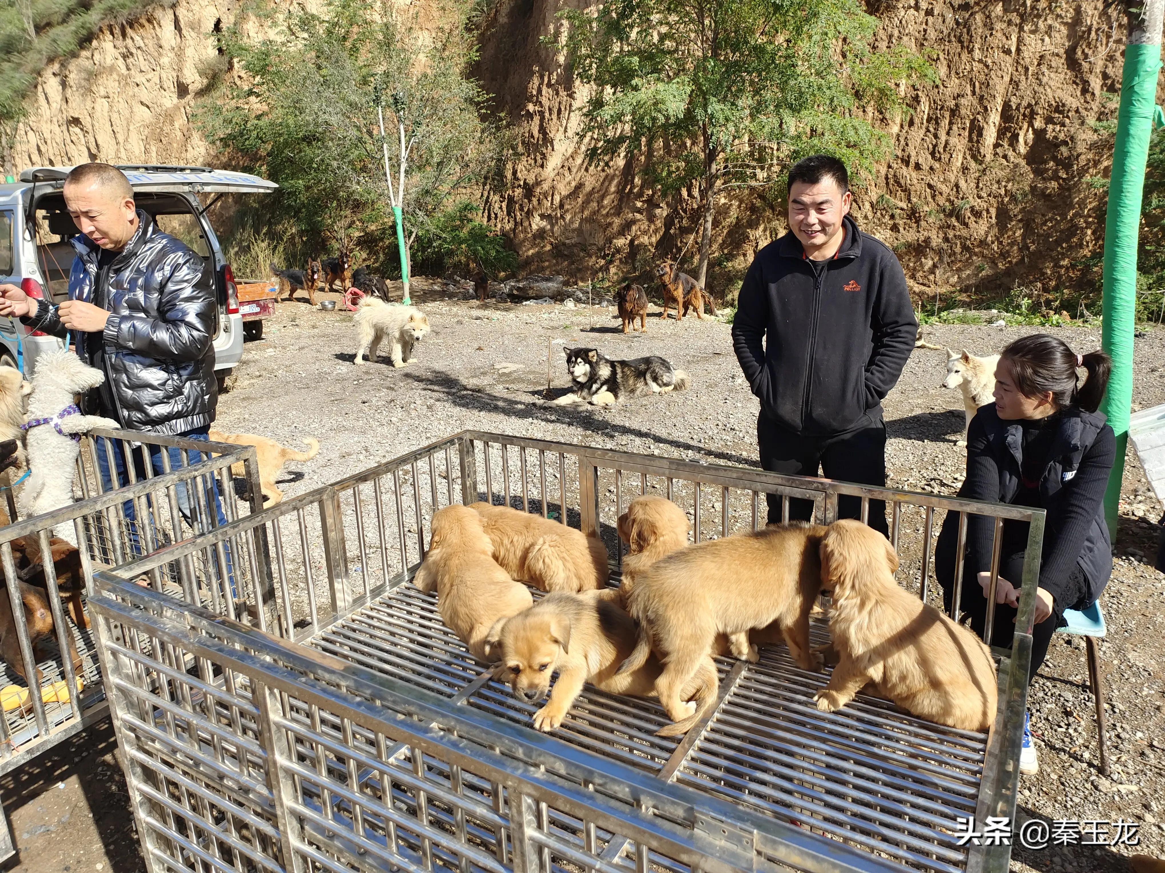 狗市，市井文化的洼地