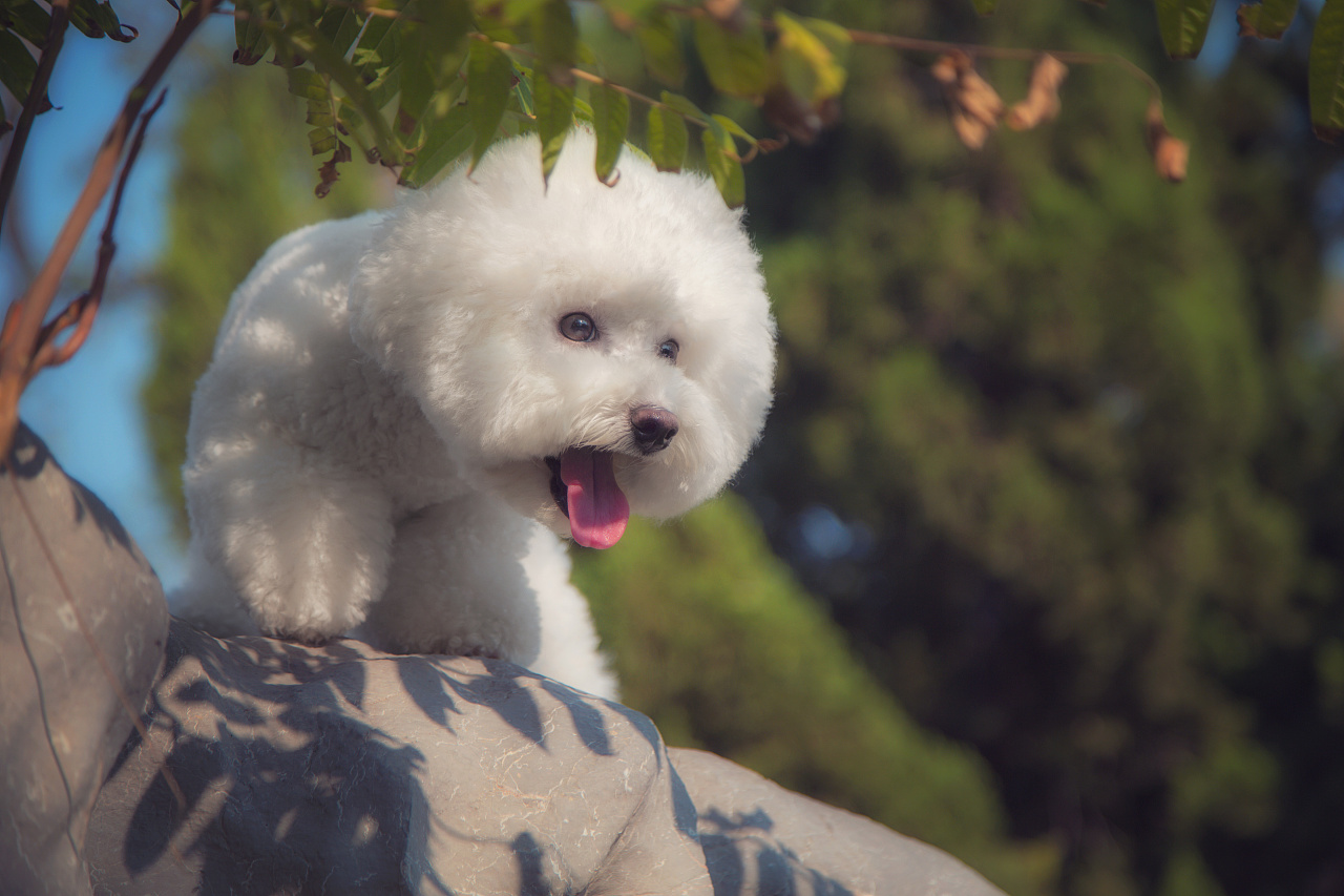 养比熊的十大好处和坏处,兽医比熊
