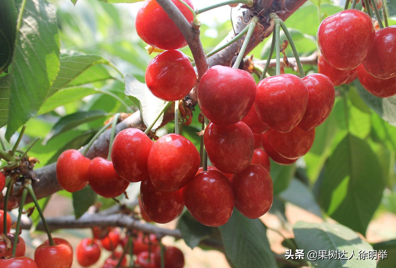 大樱桃种植技术与管理方法,大樱桃标准化