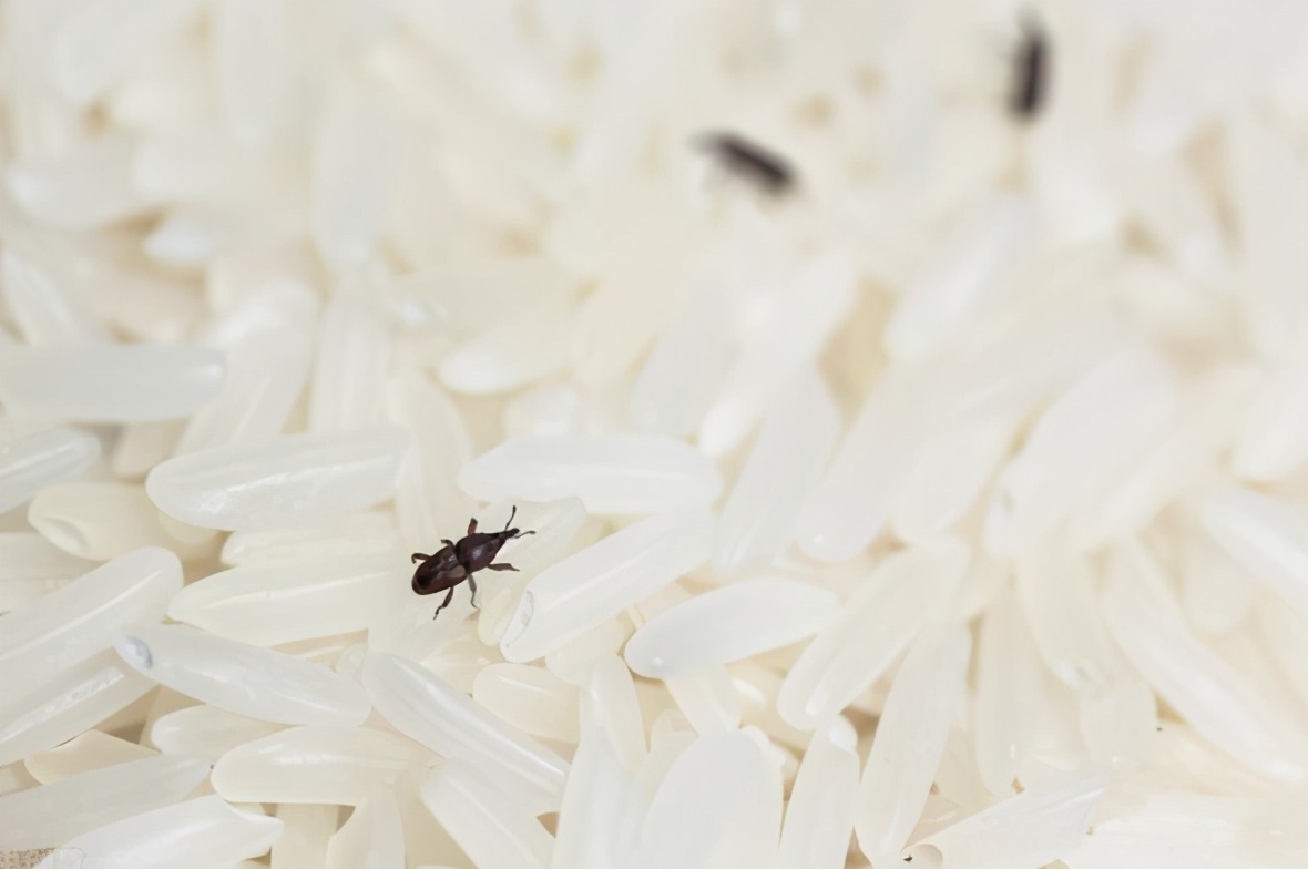 麦牛如何消灭,为什么谷物放久了会生虫