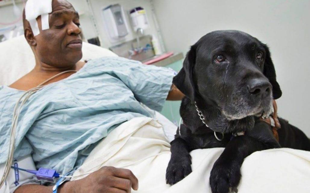 辟谣养狗对小孩不好,辟谣养狗危害