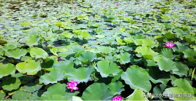 观赏荷花的栽种方法,观赏荷花的栽培技术