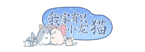 龙猫日常漫画合集,龙猫原创漫画2019