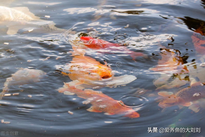 怎样挑选红色观赏鱼,新手如何挑选观赏鱼饲养