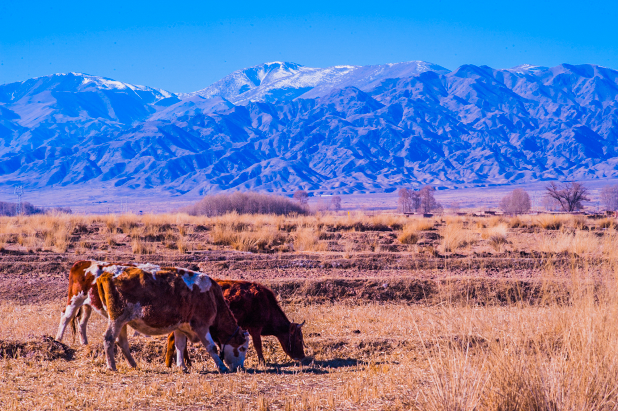 永昌县骊靬石头人来历,甘肃骊靬人真的像外国人吗