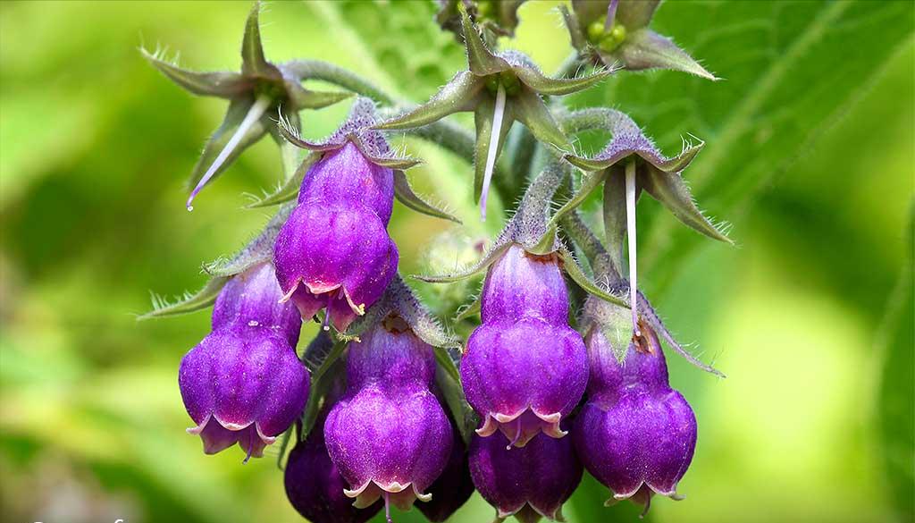 什么花适合送生日花,你的生日代表的花朵及寓意图片