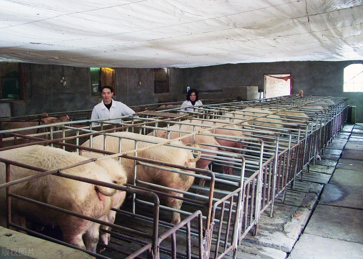 猪混圈如何避免打架,猪打架了该怎么办