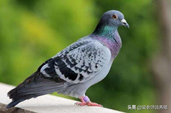 养鸽养肠道,养鸽要什么饲料