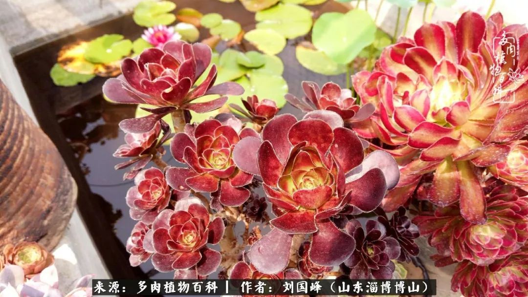 多肉植物大王叫我来巡山,大王叫我来巡山绿植