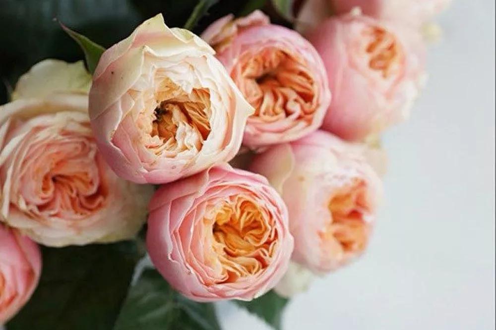 一篇文章带你认识三亚40种花,鲜花图鉴一次性认识30种玫瑰花