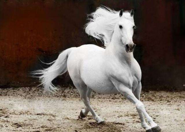 马的忍耐力有多强,马的耐力不好怎么练