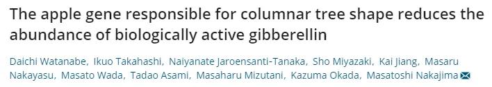 柱状苹果树一般长多高,苹果树树干的外形特征