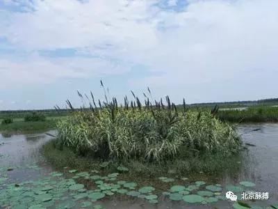 北京国家森林公园风景,画说北京故事