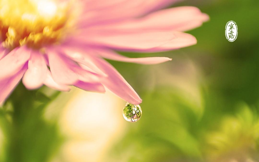 古人咏寒露的诗词,寒露古诗词鉴赏