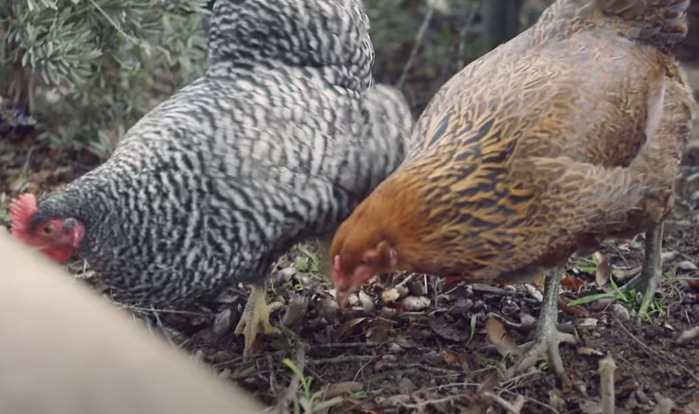 全球最撩超模！一双狐狸媚眼迷倒众生，爆红后却在乡下养鸡？
