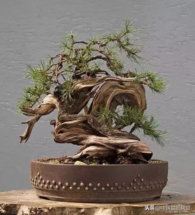 舍利干的历史,舍利干盆景图