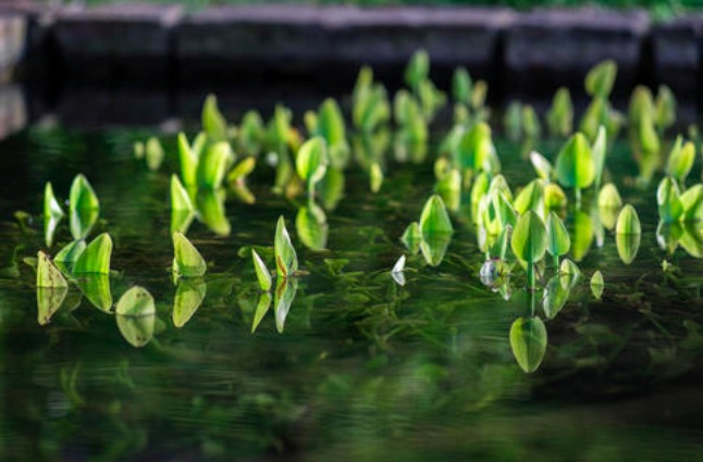 苏轼20首经典词,苏轼最治愈人心的一首词