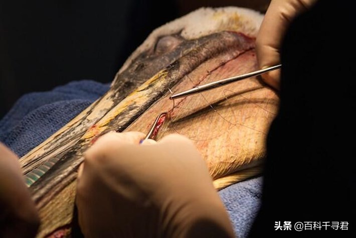 鹈鹕吞猎物到肚子里是怎么样的,鹈鹕会吞掉同类吗