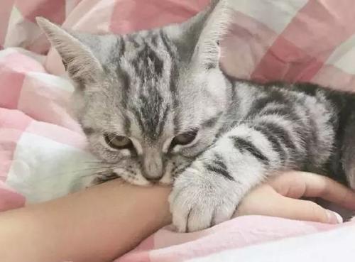 小猫咪不让抱着睡怎么办,扼住命运的喉咙猫咪