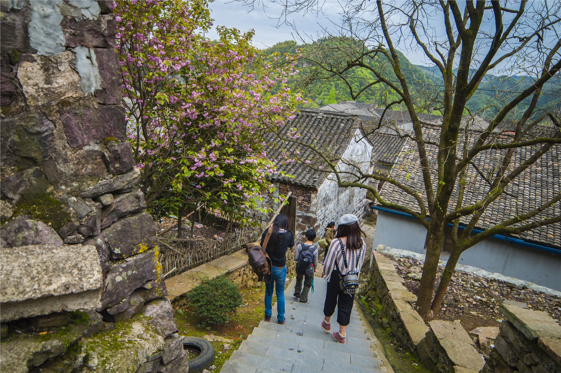 丹山赤水的老柿林景区,丹山赤水柿林古村