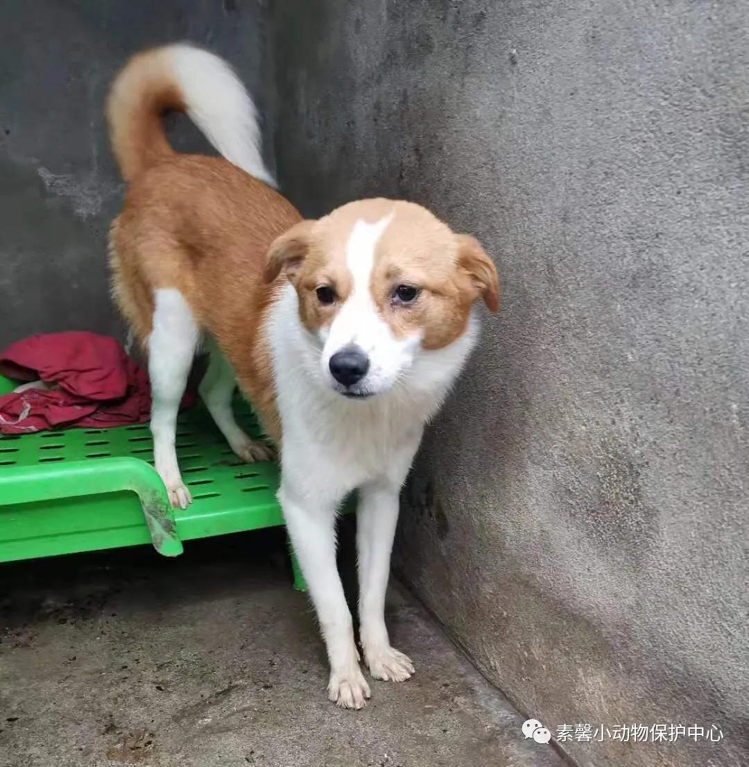 领养代替购买|2021年6月份福州线上宠物领养活动