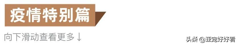 亚宠云课堂,比熊犬赛级妆造型