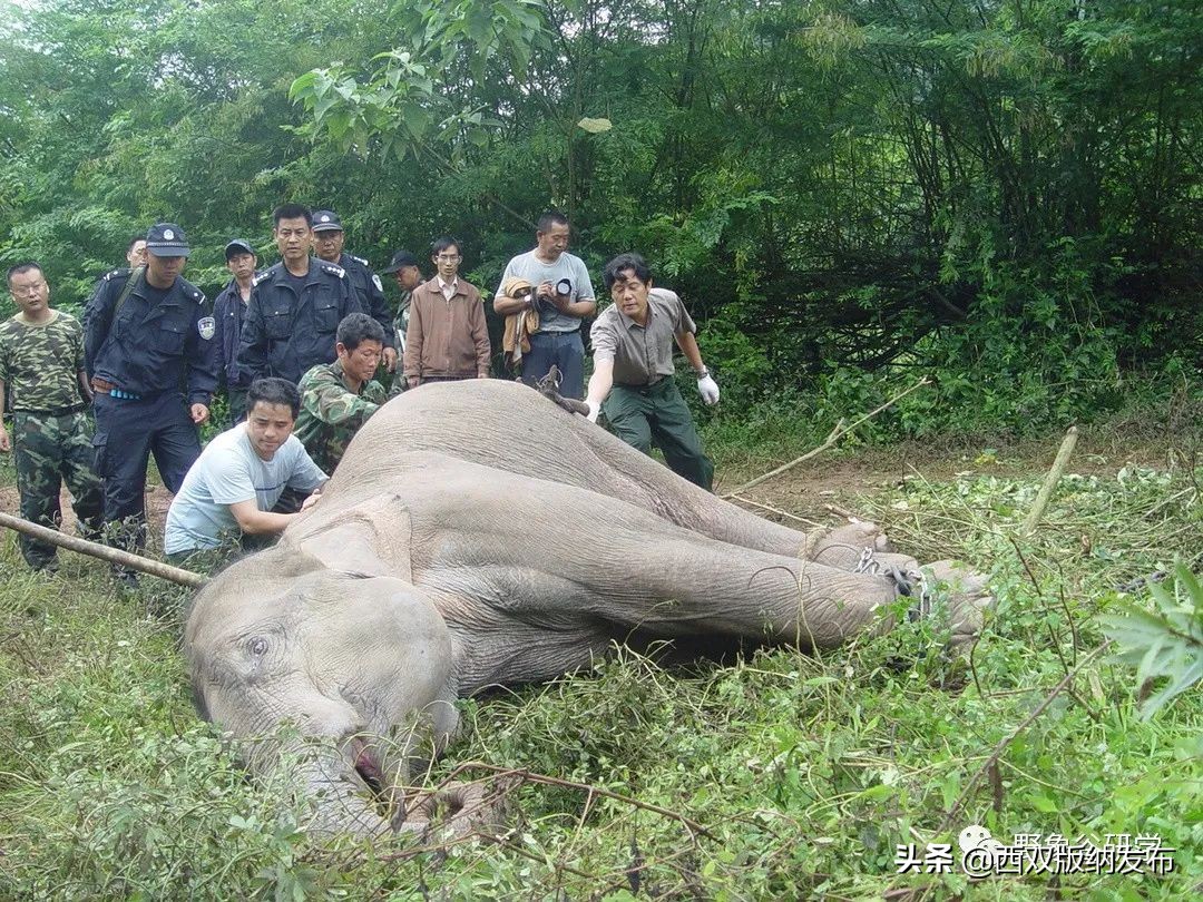 小象们你好英语,小象们