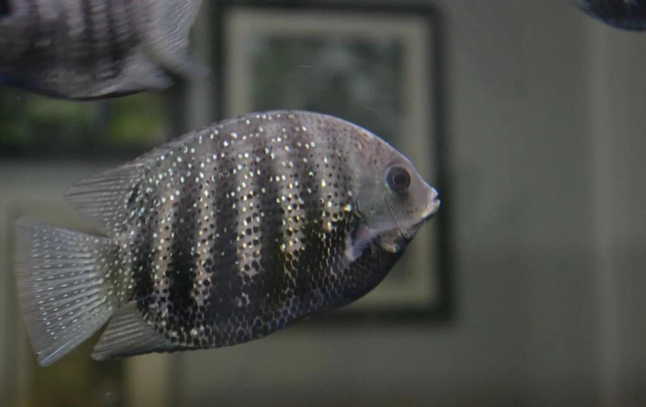 成品鱼缸上滤盒改造,制作一口鱼缸需要多少钱