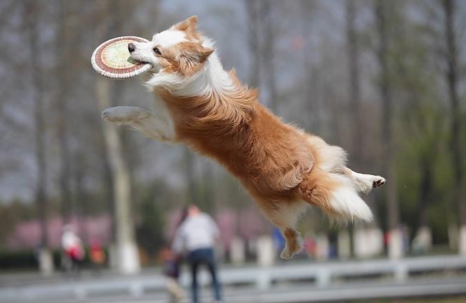 狗狗唤回训练的方法,训练狗狗叫的方法