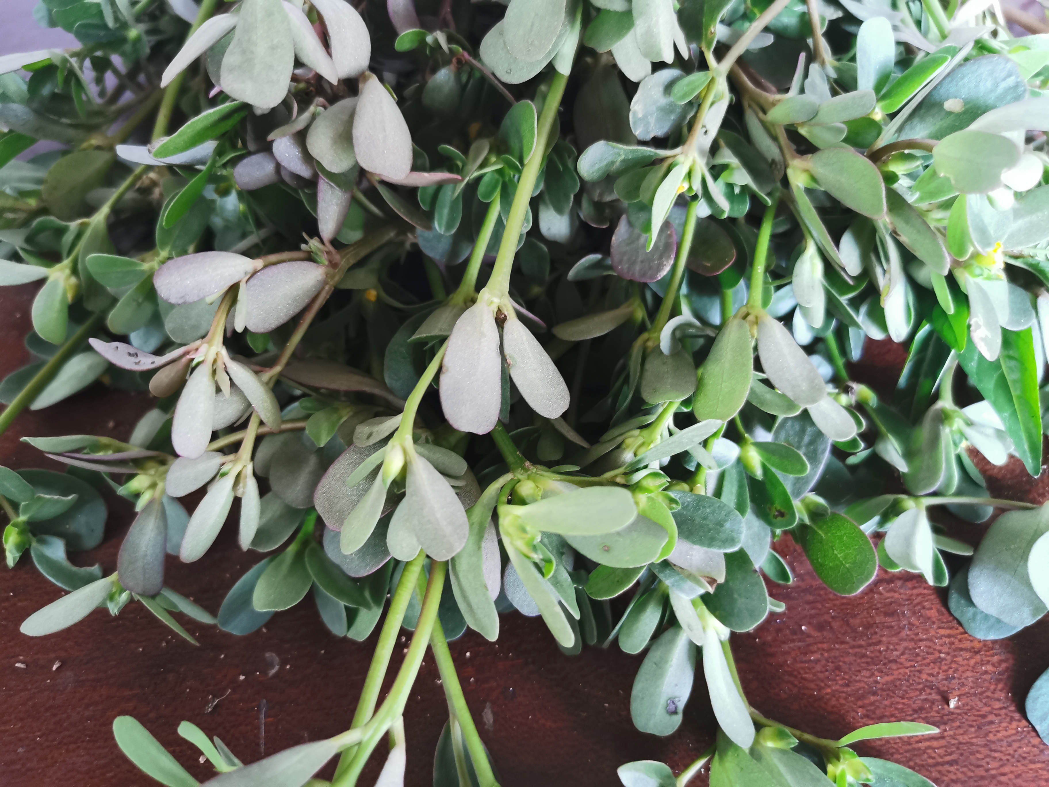 野菜马齿苋怎么做才好吃,干马齿苋怎么做最好吃又简单