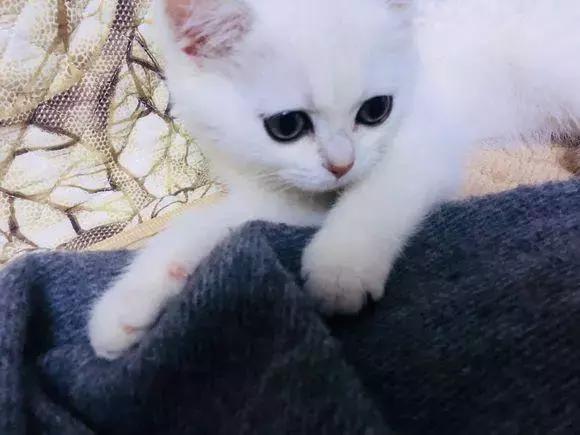 猫德动物医院治猫瘟,福懋动物医院好不好