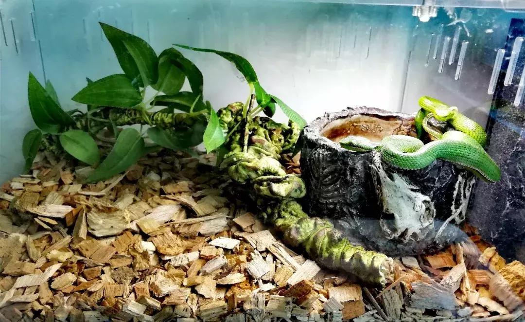 如何让观赏蛇类在人工环境下住得幸福