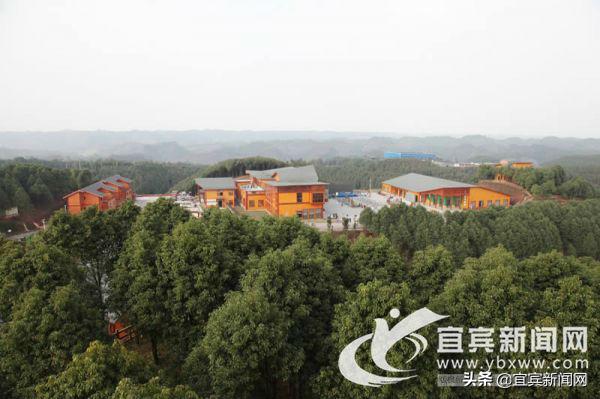 「改革宜宾」叙州区创新推出“树叶抵押”模式唤醒公益林“沉睡资产”