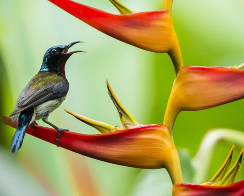 太阳鸟品质,太阳神鸟绝美
