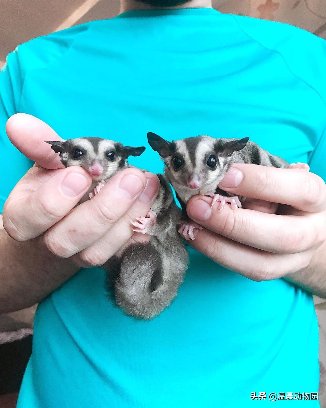 蜜袋鼯弃养可以喝羊奶吗,蜜袋鼯被弃养原因