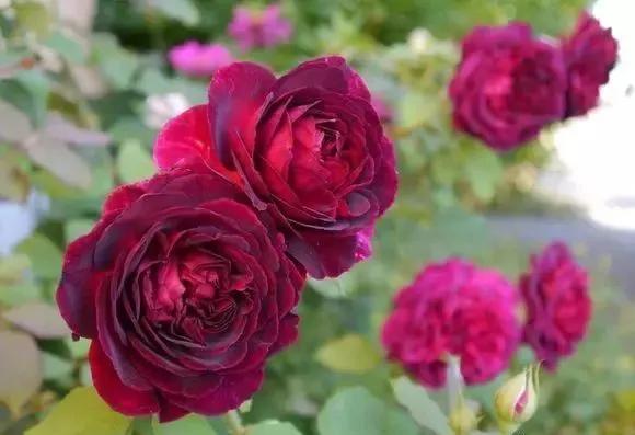 玫瑰花有哪些品种,玫瑰花有哪些品种大全