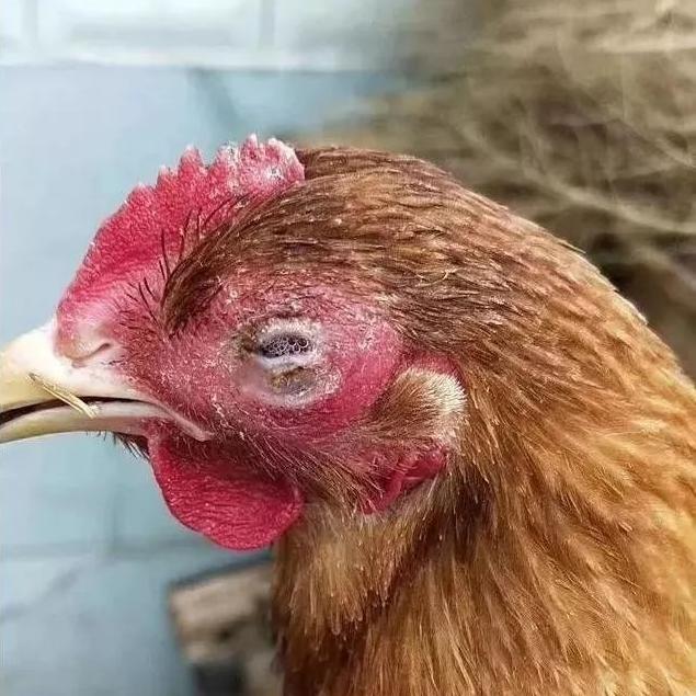 鸡得了什么病眼睛睁不开流眼泪,鸡的眼睛肿不吃东西怎么医治