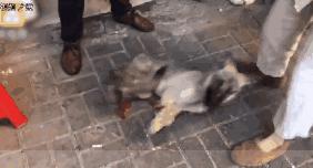 狗贩给狗狗灌水,狗贩给狗灌水