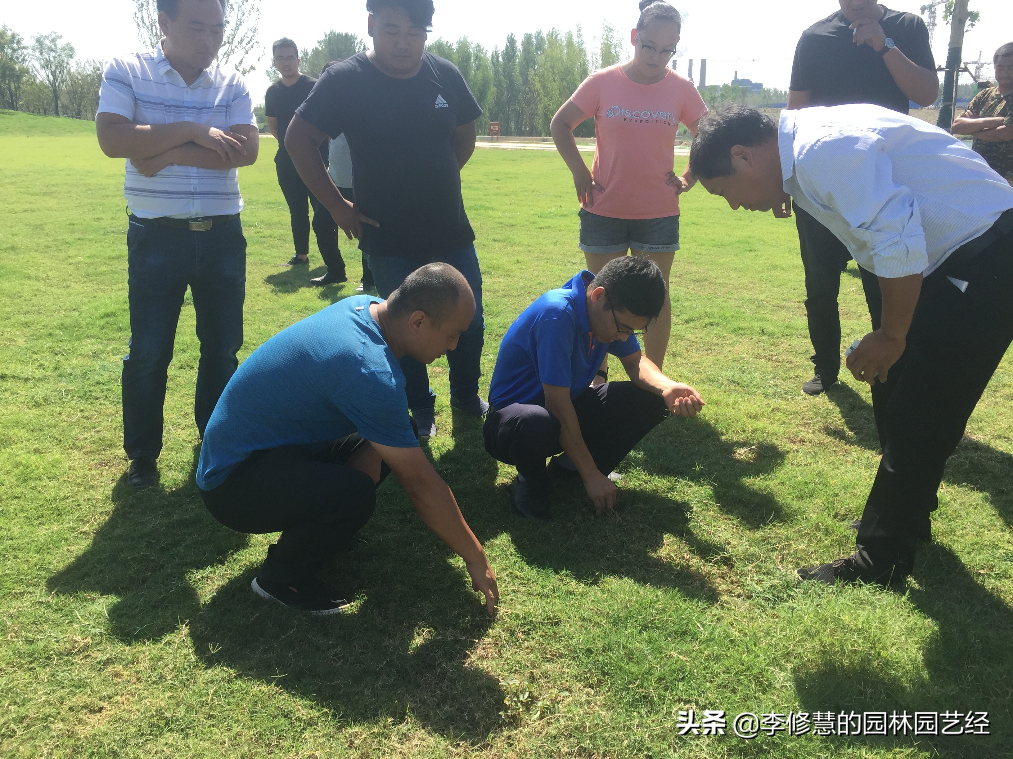 草坪的养护方案和管理,草坪的养护的教程