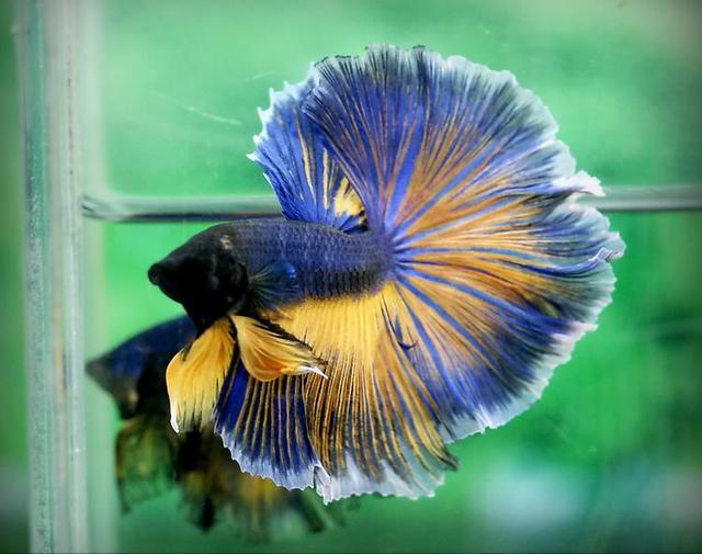 泰国斗鱼如何养出好的状态,泰国斗鱼养殖用什么缸养