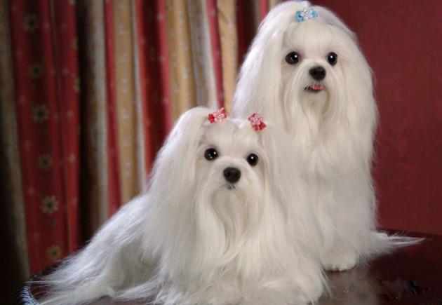 微笑天使萨摩耶的主人,微笑天使萨摩耶好养吗