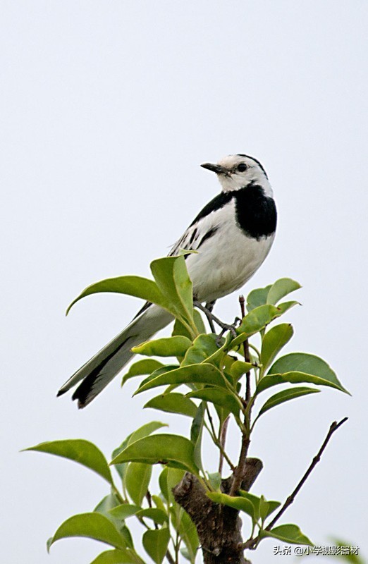 既能拍人像又能拍风景的镜头佳能,尼康80-400vr防抖全画幅镜头评测